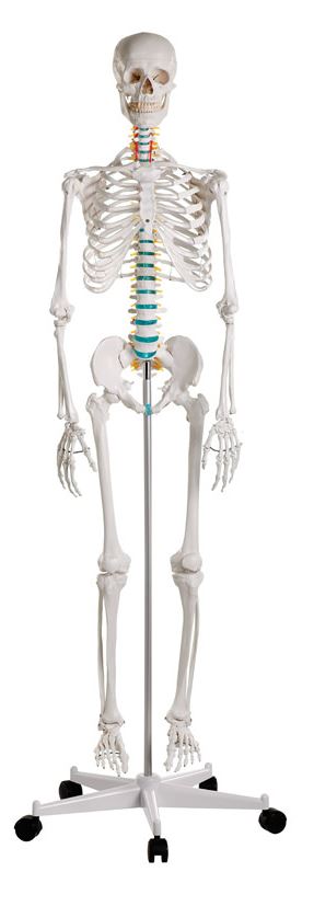 Schulskelett „Oscar“